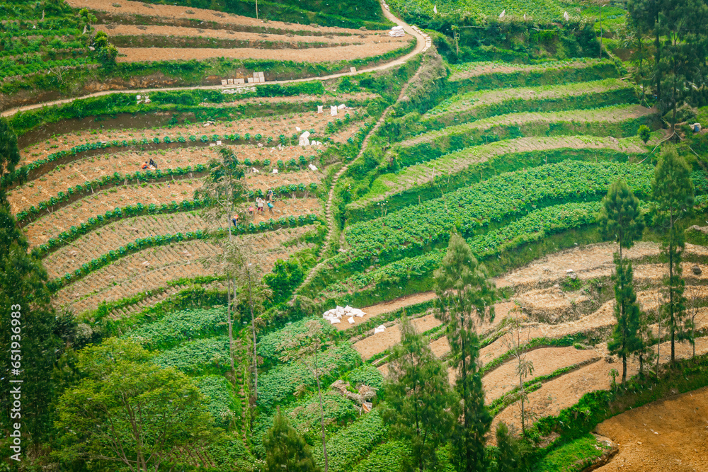 Terraces of farmer's plantation land on Mount Prau, Wonosobo which form beautiful patterns