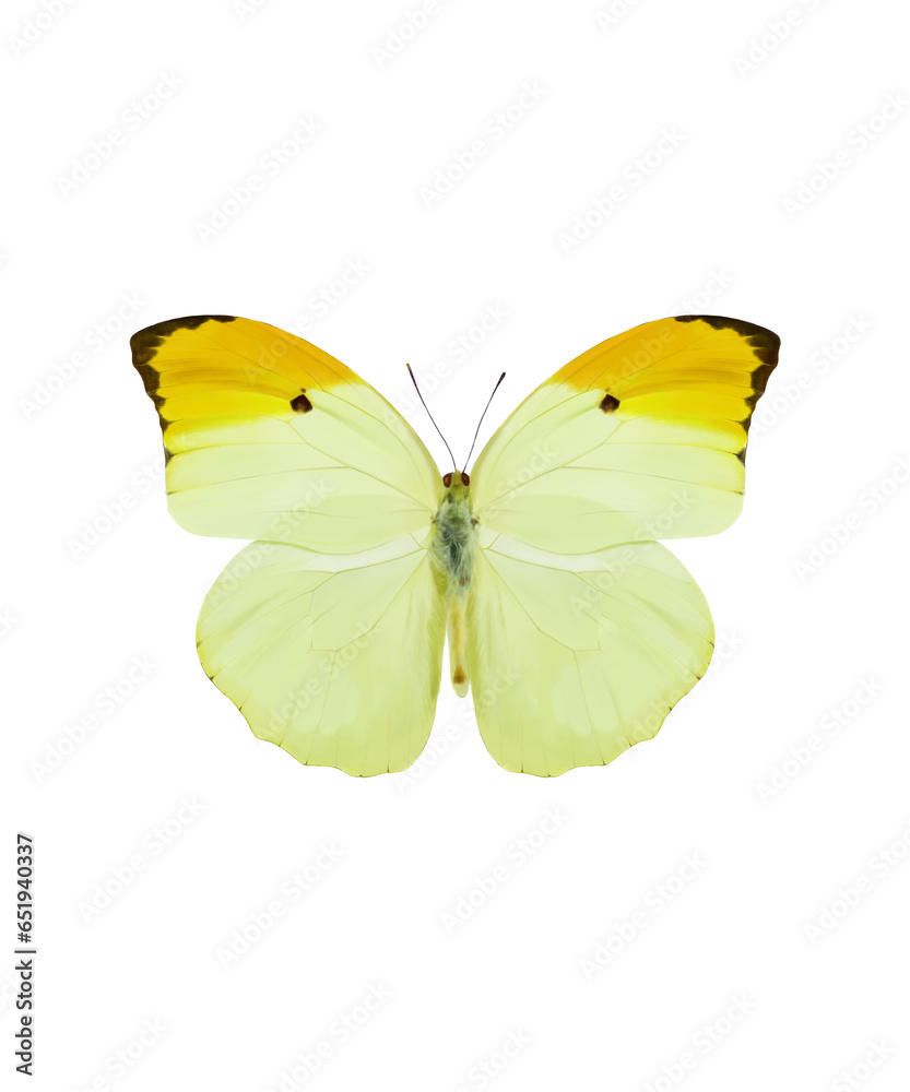 Fototapeta premium Orange-tipped Angled-Sulphur