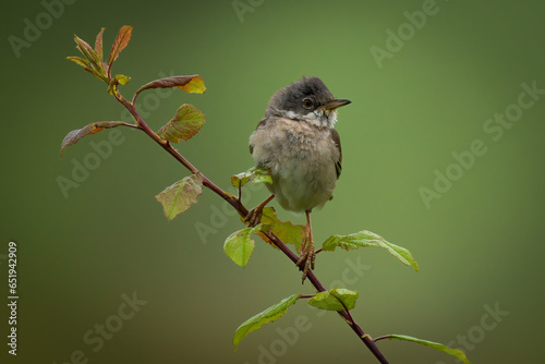 Bird on branch photo