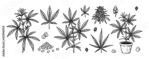 Cannabis plant, branches, leaves and seeds. Set of hand drawn marijuana design elements. Vector illustration in sketch style