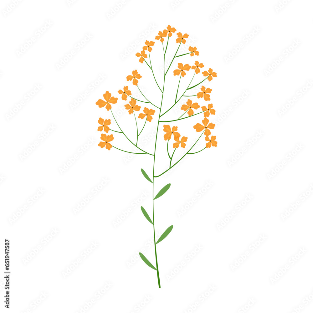 Delicate wildflower. Many small yellow inflorescences on one stem. Beautiful flower isolated on white background. Blooming twig. Vector illustration.