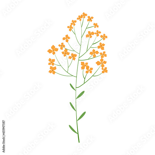 Delicate wildflower. Many small yellow inflorescences on one stem. Beautiful flower isolated on white background. Blooming twig. Vector illustration.