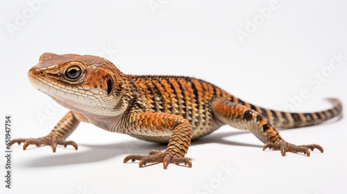 lizard isolated on white