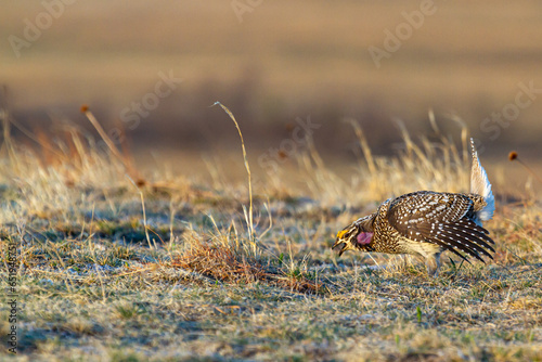 Male Sharp tailed Grouse on a Lek