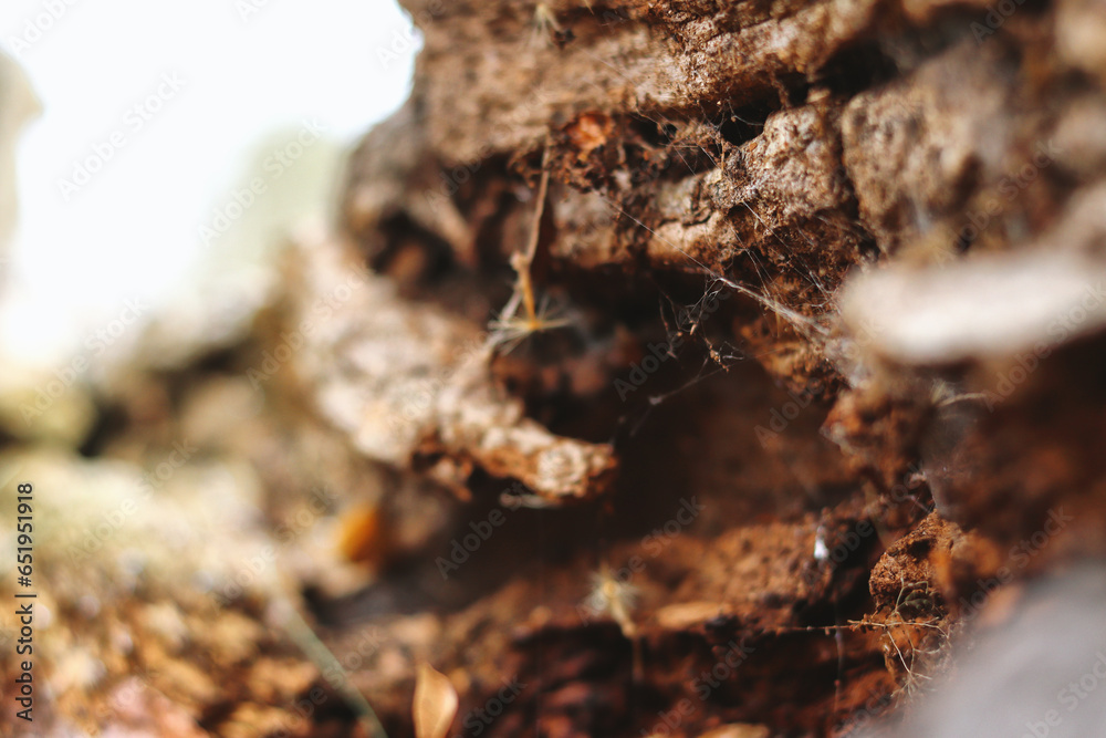 Close Up of Tree Bark Texture And Hole In Tree - Macro Photography in Hyde Park, London Close Up of Tree Bark Texture And Hole In Tree - Macro Photography in Hyde Park, London