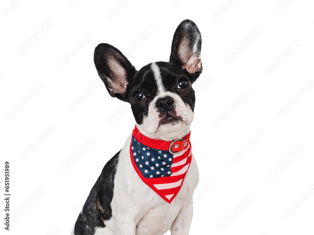 Cute puppy and a collar in the colors of the American Flag. Studio shot. Isolated background. Close-up, indoors. Day light. Concept of care, education, obedience training and raising pet