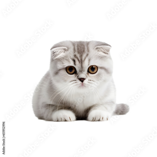 Scottish_Fold_cat
