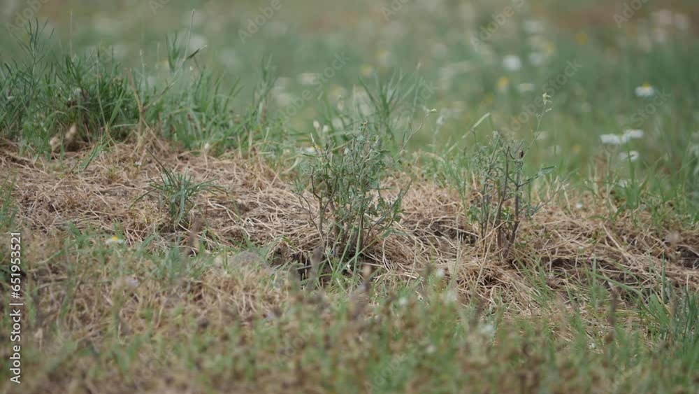 Gang of ground squirrels Spermophilus citellus in the wild. Slow motion Apple ProRes video. Gang of ground squirrels Spermophilus citellus in the wild. Slow motion Apple ProRes video.