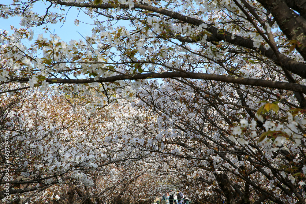 Obraz premium 仁和寺の御室桜