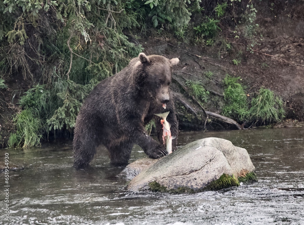 brown bear in the forest eating a salmon just caught, Alaska 