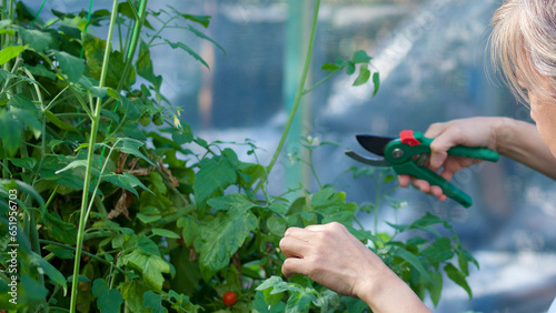 Asian woman pruning red cherry tomato vine