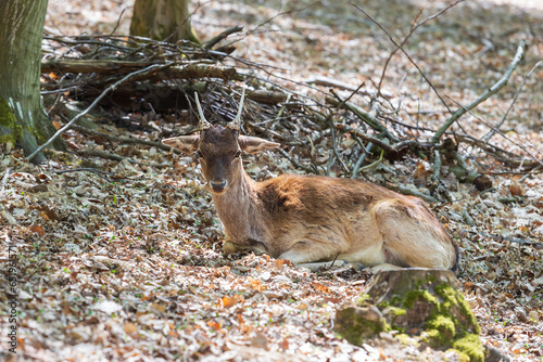 Fototapeta Naklejka Na Ścianę i Meble -  Fallow Deer - Dama dama lies on the ground in the leaves among the trees.