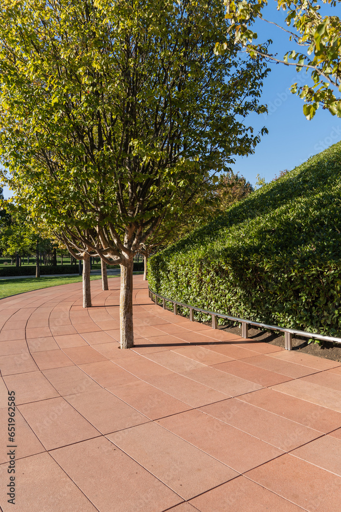 Rows of Parrotia persica or Persian ironwood trees surround walls of mirror maze with evergreen cherry laurel bushes. Mirror labyrinth in public park in Krasnodar or Galitsky Park. Fall 2023