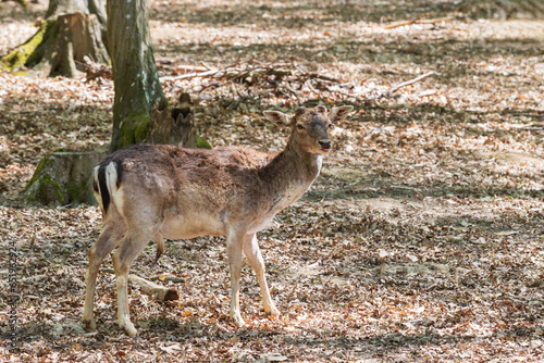 Fototapeta Naklejka Na Ścianę i Meble -  Fallow Deer - Dama dama goes among the trees. Wild photo of nature.