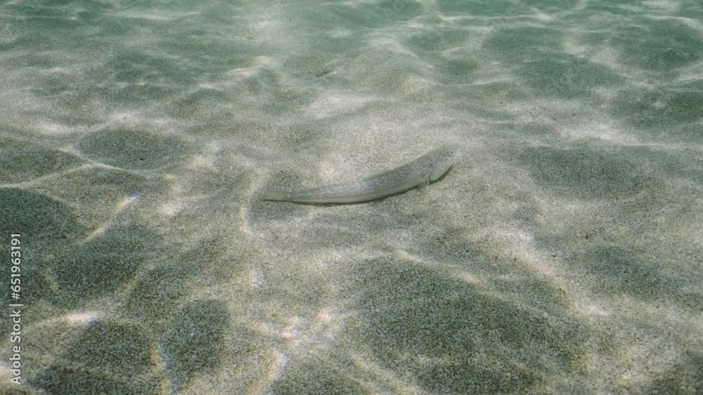 Atlantic lizardfish (Synodus saurus) lies on sand seabed under brightly sunrays in sun glare, Mediterranean Sea, Slow motion 