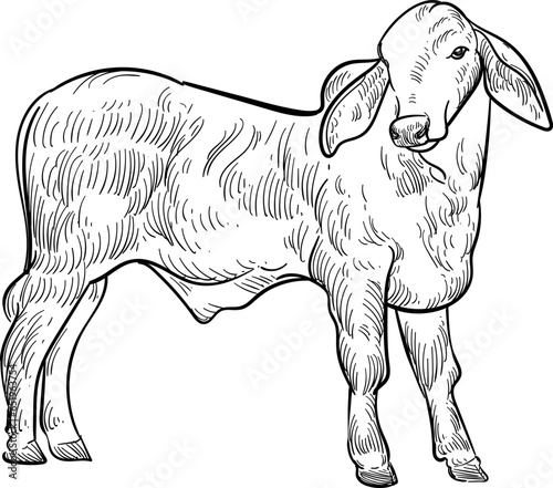 Vintage hand drawn sketch of big Brahman bull