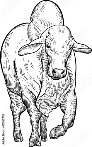 Vintage hand drawn sketch of big Brahman bull
