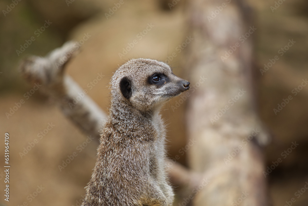Meerkat on guard, close up profile Meerkat on guard, close up profile