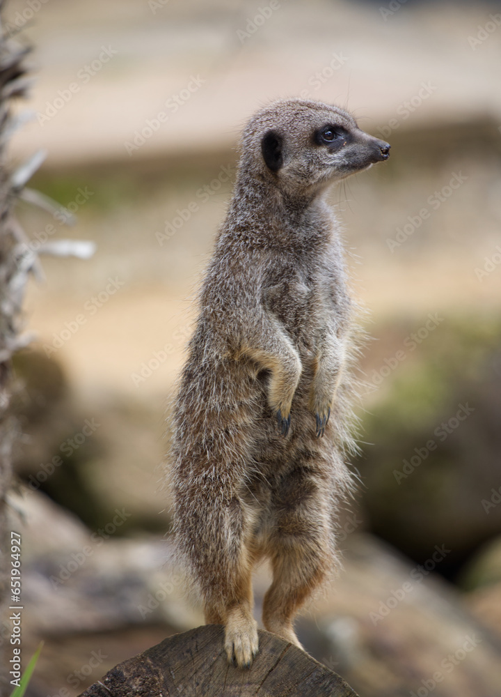 Fototapeta premium Meerkat on the lookout, front view