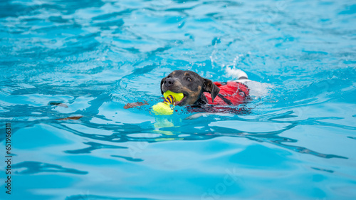 dog swimming in the pool