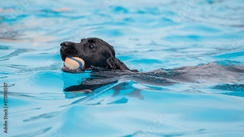 Photography dog swimming in the pool