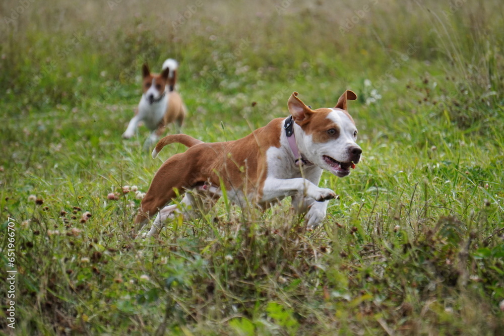 pit bull american staffordshire terrier dog run grass pit bull american staffordshire terrier dog run grass