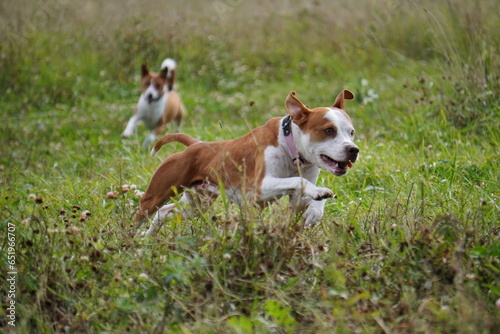 pit bull american staffordshire terrier dog run grass