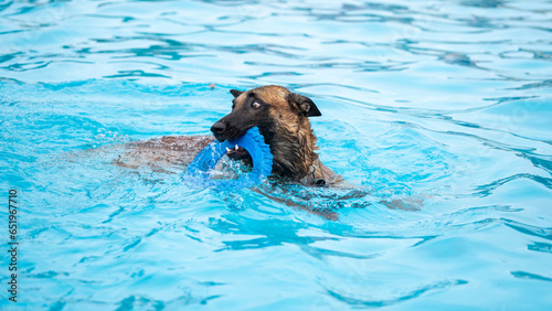 dog playing with ball in a swimming pool