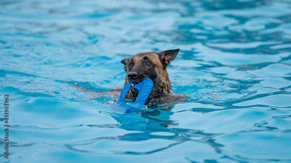 dog playing with ball in a swimming pool dog playing with ball in a swimming pool
