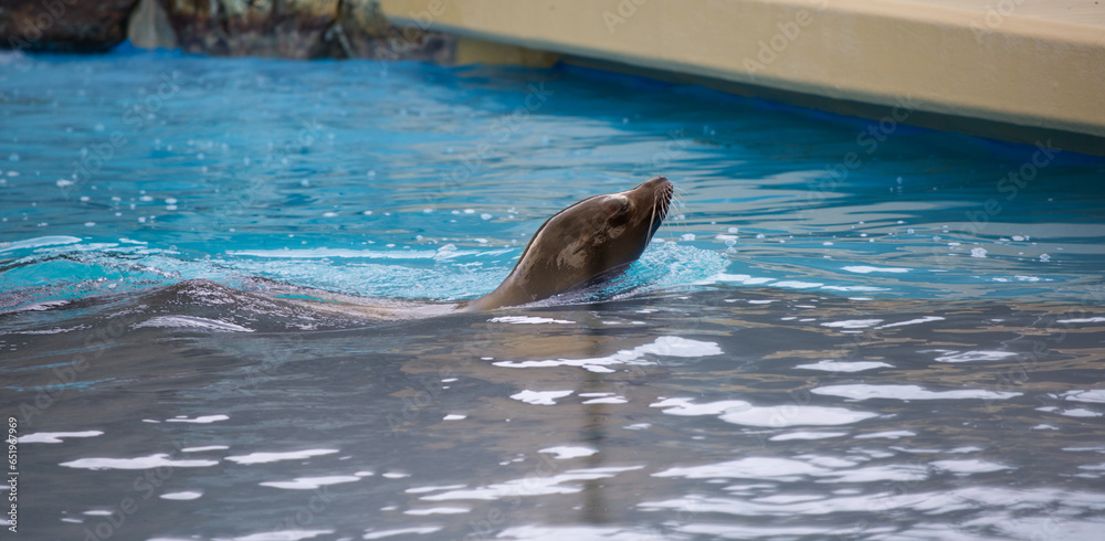 Obraz premium Seal swimming in blue swimming area in a zoo, profile head view
