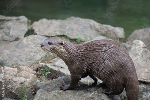 Wet otter walking on stones near lake