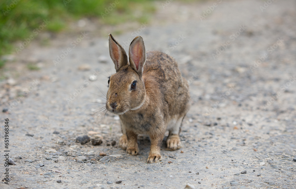 Polish breed rabbit profile front view full body Polish breed rabbit profile front view full body