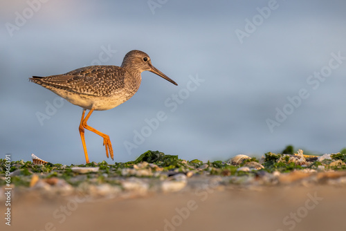 Waders or Shorebirds, The common redshank or redshank (Tringa totanus). Abruzzo, Italy.