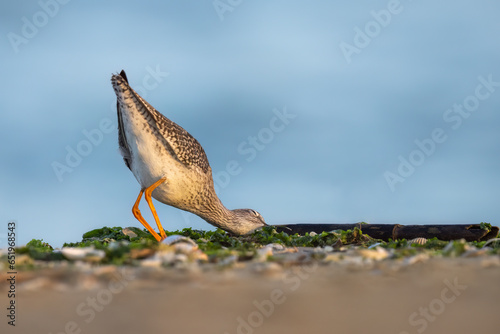Waders or Shorebirds, The common redshank or redshank (Tringa totanus). Abruzzo, Italy.