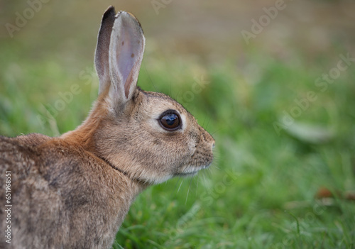 Rabbit in the grass, close up profile 