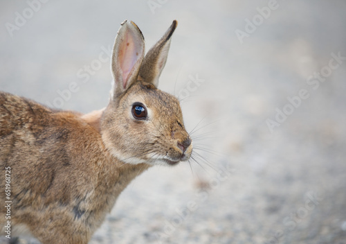 Rabbit head and torso with grey background