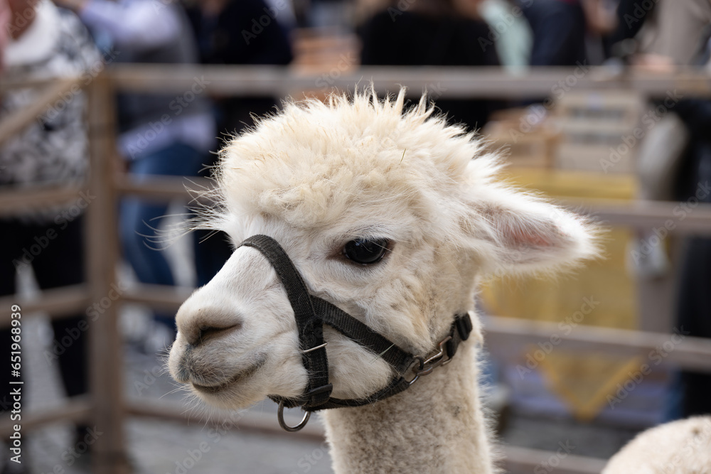 Obraz premium Weisses alpacka