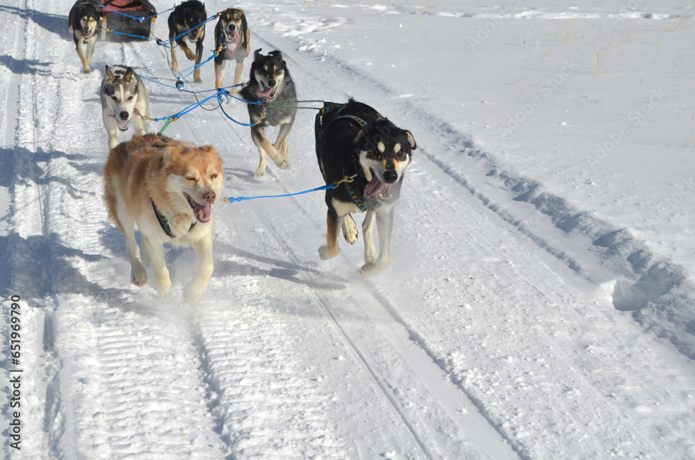 Running and Racing Team of Sled Dogs in the Winter Running and Racing Team of Sled Dogs in the Winter