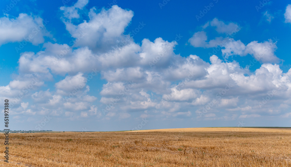 Natural landscape, White cumulus clouds over a wheat field, Ukraine