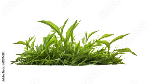 fresh green grass isolated on transparent background cutout
