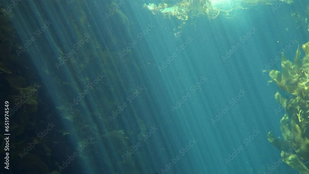 Ray of Lights in Deep Blue Ocean Sea Water with Fishes and Sharks Background