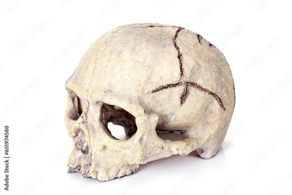 Fototapeta premium human skull toy