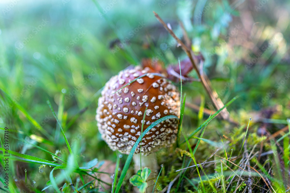 Amanita muscaria or fly agaric is a red and white spotted poisonous mushroom, a mushroom in the autumn forest Amanita muscaria or fly agaric is a red and white spotted poisonous mushroom, a mushroom in the autumn forest