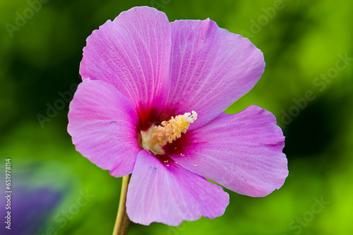 close up of pink flower