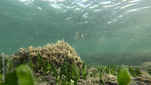 Occhiata swims on the bottom with green Posidonia photo