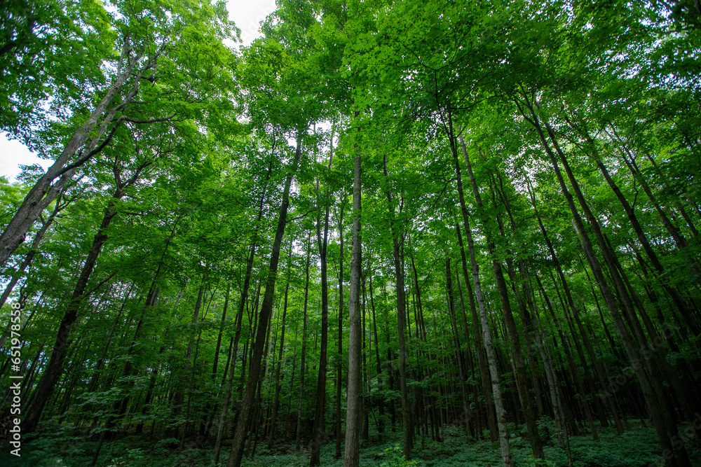 Landscape of lush green forest with sugar maple trees in summer. Quebec, Canada Landscape of lush green forest with sugar maple trees in summer. Quebec, Canada