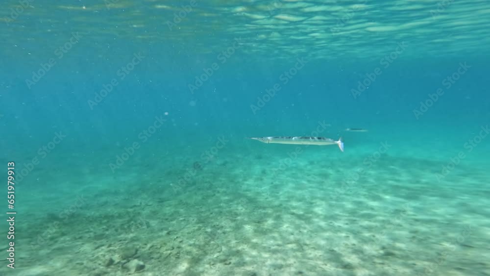 Strongylura pipefish in beautiful sea Strongylura pipefish in beautiful sea