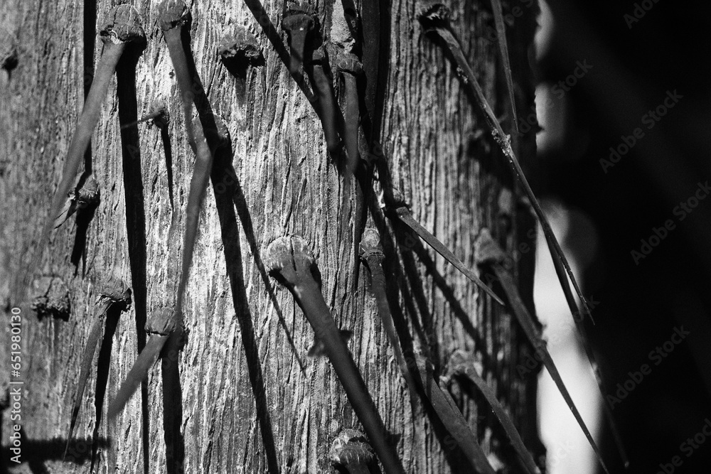 Thorny trunks of Nibong palm tree (Oncosperma tigillarium) abstract black and white shadows nibong palm tree Thorny trunks of Nibong palm tree (Oncosperma tigillarium) abstract black and white shadows nibong palm tree