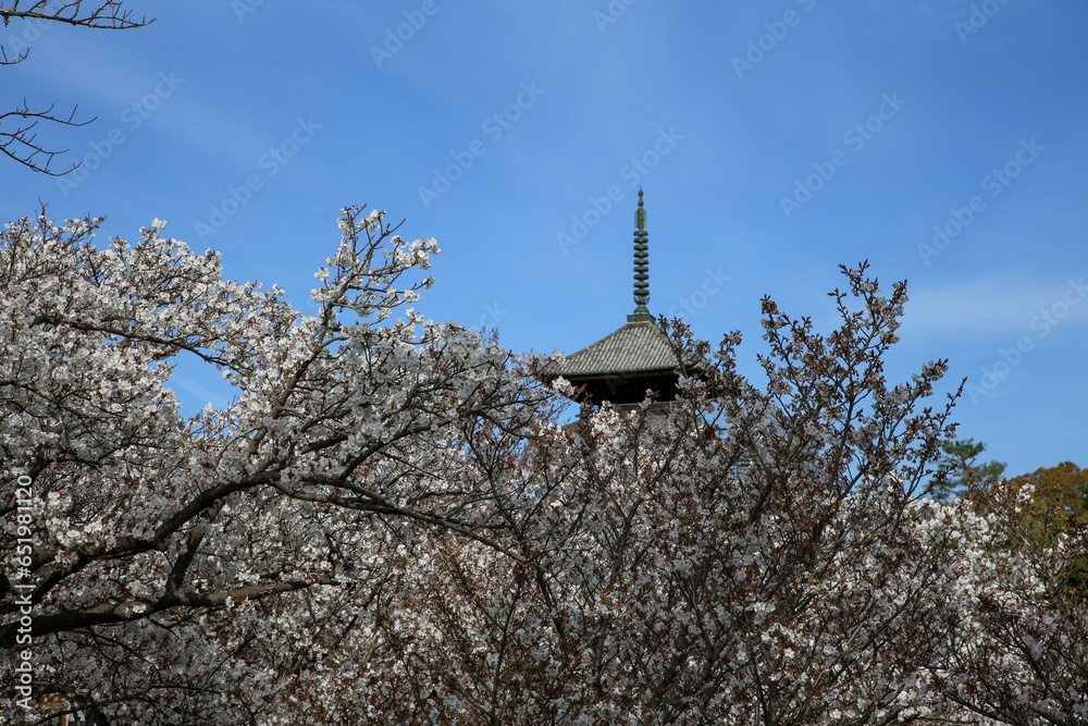 仁和寺の御室桜と五重塔
