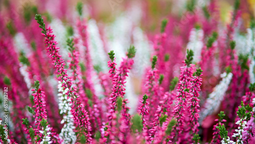 Heather gathered in a beautiful autumn bouquet of flowers